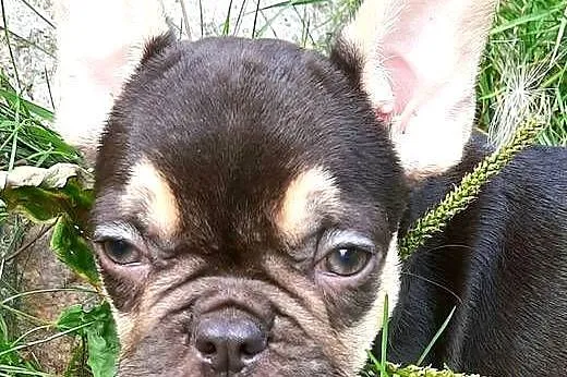 Buldog francuski piesek, Łódzkie, Pabianice