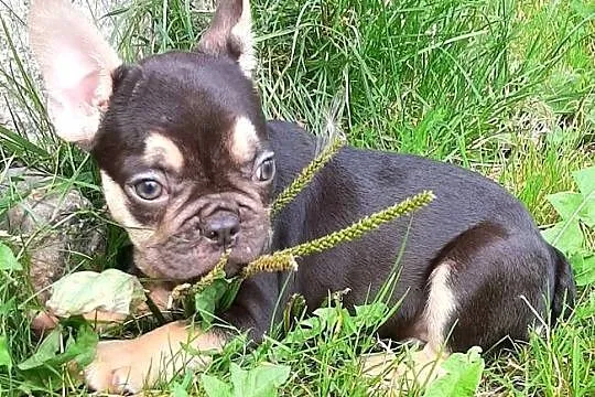 Buldog francuski piesek, Łódzkie, Pabianice
