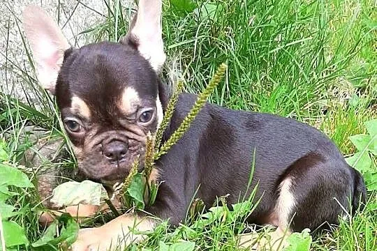 Buldog francuski piesek, Łódzkie, Pabianice