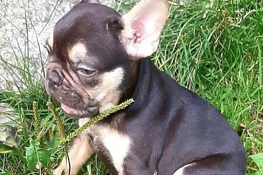 Buldog francuski piesek, Łódzkie, Pabianice