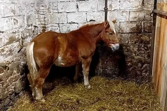 źrebak zimnokrwisty, Mazowieckie, Wola Starogrodzka