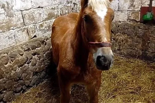 źrebak zimnokrwisty, Mazowieckie, Wola Starogrodzka