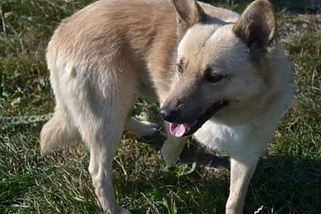 Bali to piękny psiak, zna tylko swój ciasny schroniskowy boksik i kawałek łąki za murem - pomóż!,  śląskie Katowice