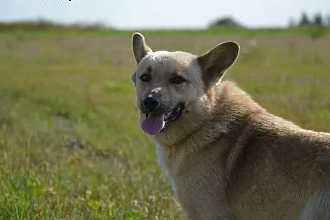 Bali to piękny psiak, zna tylko swój ciasny schron
