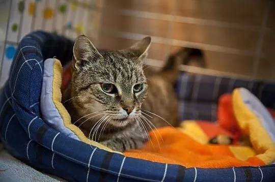 Myszka – seniorka z działek