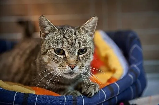Myszka – seniorka z działek