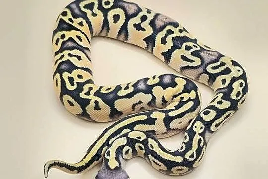 Python Regius 2026