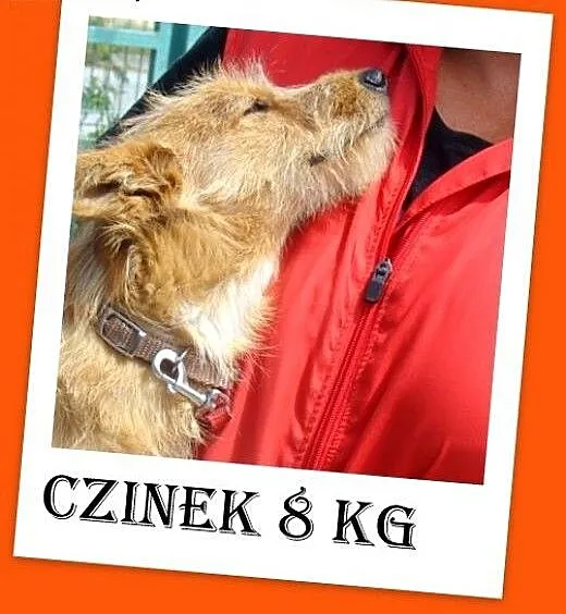 8 kg,jamnikowaty,młody,łagodny,wesoły piesek CZINE