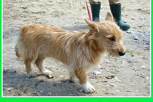 8 kg,jamnikowaty,młody,łagodny,wesoły piesek CZINE