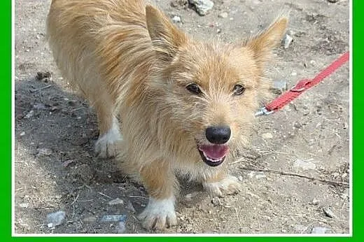 8 kg,jamnikowaty,młody,łagodny,wesoły piesek CZINE