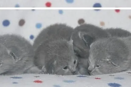 Kocięta Rosyjskie Niebieskie *****