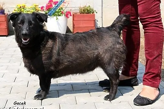 Gacek - niskopodłogowy pieszczoch, Mazowieckie, Nowy Dwór Mazowiecki
