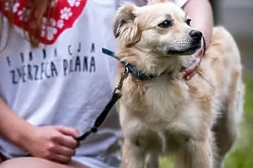 Dla muzyka, dla tancerza, Nutka serce Ci powierza!