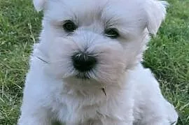 West Highland white terrier