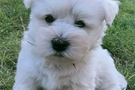 West Highland white terrier