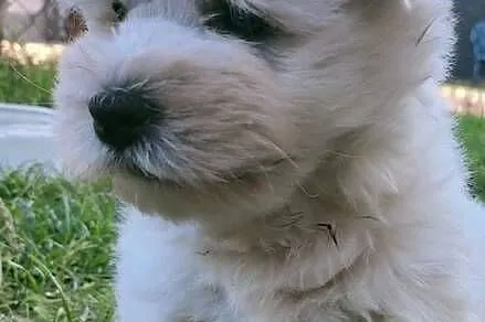 West Highland white terrier, Łódzkie, Szadek