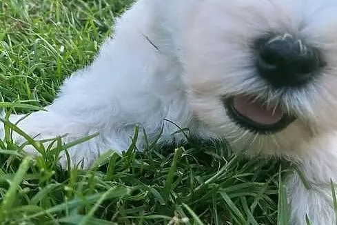 West Highland white terrier, Łódzkie, Szadek