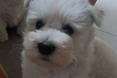 West Highland white terrier, Łódzkie, Szadek