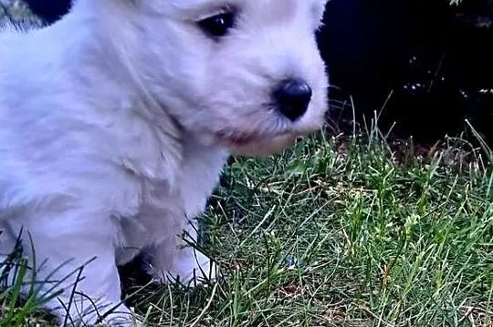 West Highland white terrier, Łódzkie, Szadek