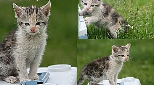Lara, 3 miesięczna kotka do adopcji!, pomorskie S