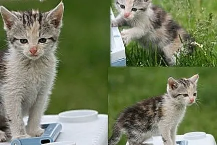 Lara, 3 miesięczna kotka do adopcji!,  pomorskie S