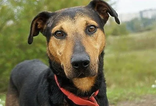 Chaki :) pies, adopcja, lubuskie Gorzów Wielkopol