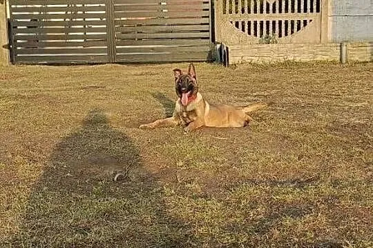 Suczka owczarek belgijski malinois szczeniaki linia użytkowa KNPV