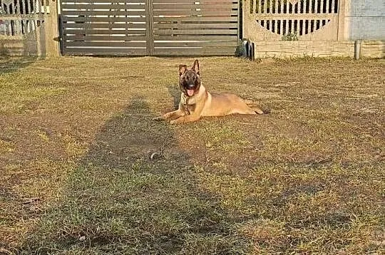Suczka owczarek belgijski malinois szczeniaki linia użytkowa KNPV, Łódzkie, Sieradz