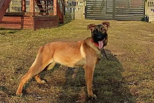 Suczka owczarek belgijski malinois szczeniaki linia użytkowa KNPV, Łódzkie, Sieradz