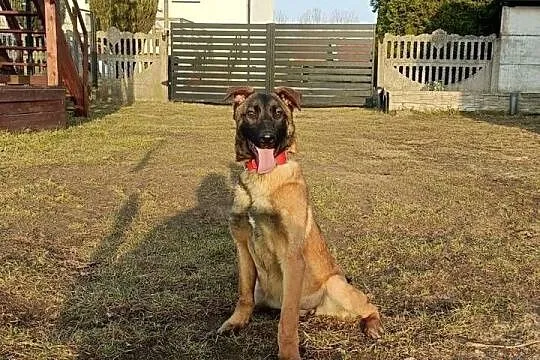 Suczka owczarek belgijski malinois szczeniaki linia użytkowa KNPV, Łódzkie, Sieradz