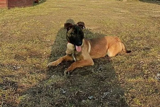 Suczka owczarek belgijski malinois szczeniaki linia użytkowa KNPV, Łódzkie, Sieradz