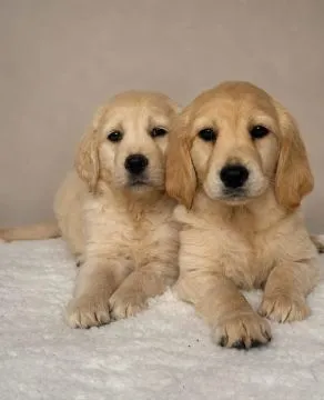 GOLDEN RETRIVERY, szczeniak na sprzedaż, kontakt przez Whatsapp +48736614543, , Gize