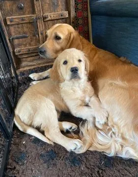 GOLDEN RETRIVERY, szczeniak na sprzedaż, kontakt przez Whatsapp +48736614543, , Gize