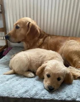 GOLDEN RETRIVERY, szczeniak na sprzedaż, kontakt przez Whatsapp +48736614543, , Gize