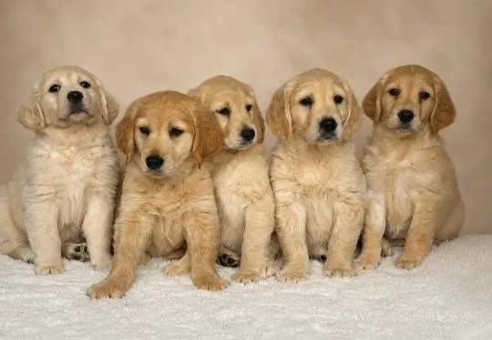 GOLDEN RETRIVERY, szczeniak na sprzedaż, kontakt przez Whatsapp +48736614543