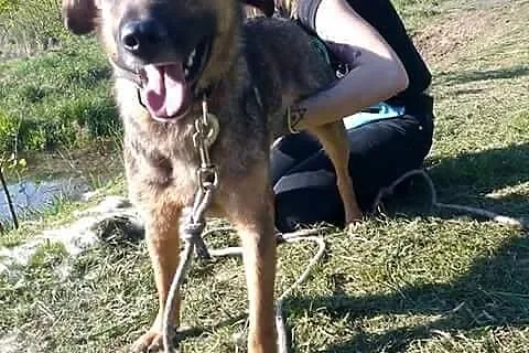 Beżyk, młodziutki, łagodny piesek do adopcji!