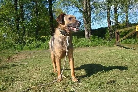 Beżyk, młodziutki, łagodny piesek do adopcji!