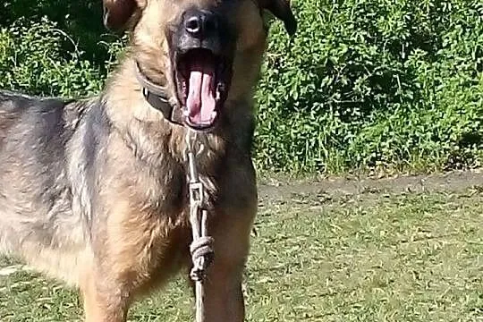 Beżyk, młodziutki, łagodny piesek do adopcji!