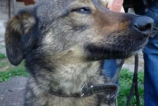 Agusia szuka domu, Świętokrzyskie, Busko-Zdrój
