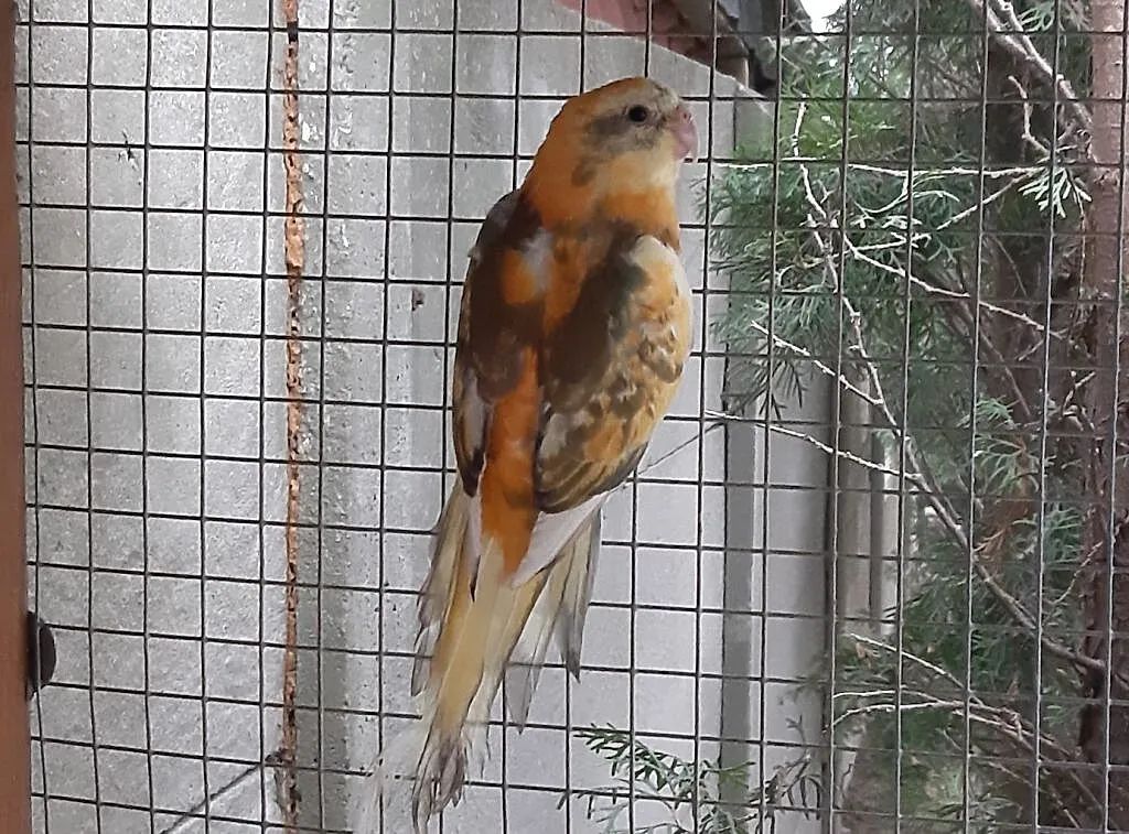 Świergota Orange Szek 2020r samiec, Mazowieckie, Radom