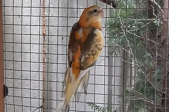 Świergota Orange Szek 2020r samiec, Mazowieckie, Radom