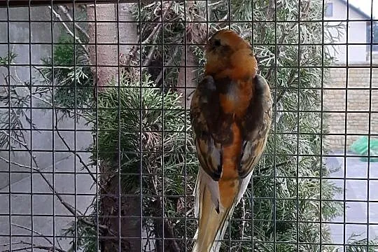 Świergota Orange Szek 2020r samiec, Mazowieckie, Radom