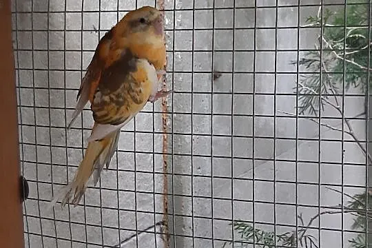 Świergota Orange Szek 2020r samiec, Mazowieckie, Radom