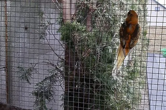 Świergota Orange Szek 2020r samiec, Mazowieckie, Radom