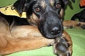 Wspaniała, towarzyska SARA czeka na dom!  ADOPTUJ,