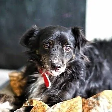 BLACKY - delikatny i wrażliwy, kochany psiak; do adopcji, Wielkopolskie, Poznań