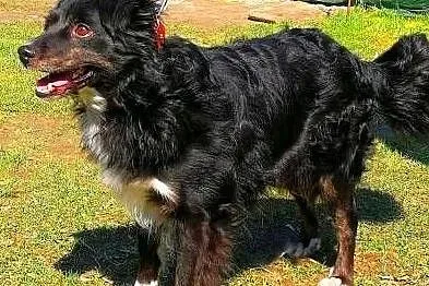 BLACKY - delikatny i wrażliwy, kochany psiak; do adopcji, Wielkopolskie, Poznań