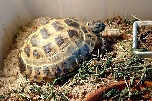 Zółw  Stepowy  5 lat, Zachodniopomorskie, Świnoujście