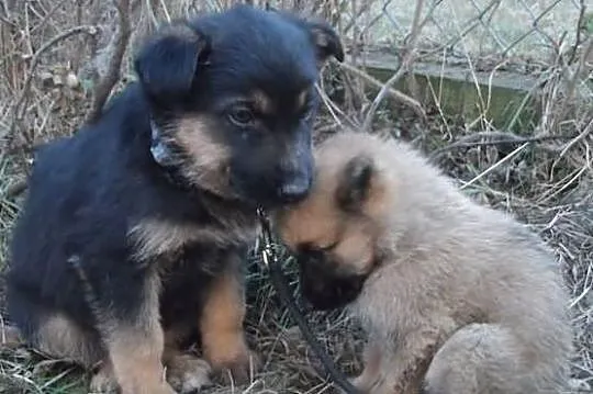 Śliczne szczeniaki czekają na nowe domy ADOPCJA ŁT
