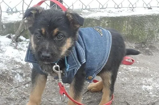 Śliczne szczeniaki czekają na nowe domy ADOPCJA ŁT